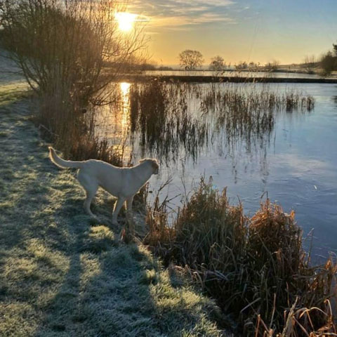 Pet-friendly huts