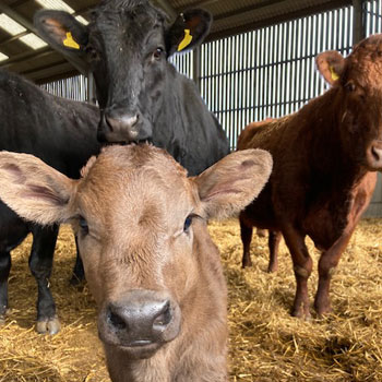 Farm - Gallery - 2