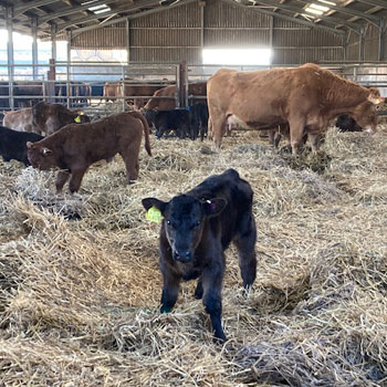 Farm - Gallery - 3
