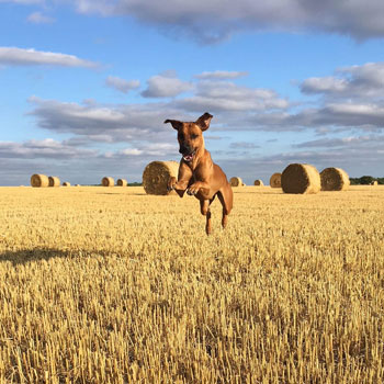 Farm - Gallery - 5