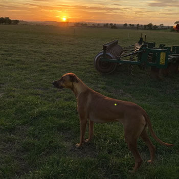 Farm - Gallery - 6