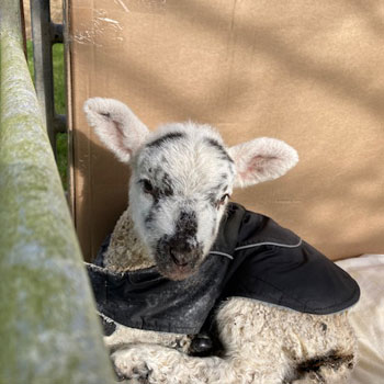 Farm - Gallery - 7