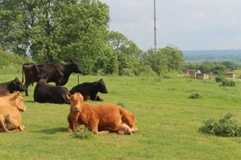 The Farm