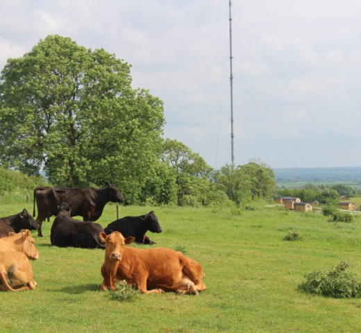 The Farm (Section 1)
